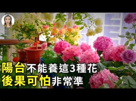 種玫瑰 風水|家中玫瑰擺放禁忌